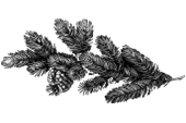 Цветы 14