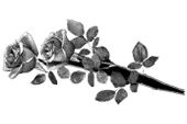 Цветы 24