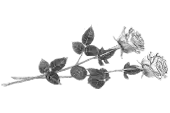 Цветы 25