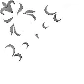 Виньетки 10
